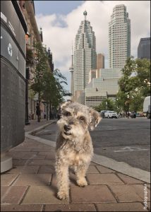 dog in downtown toronto
