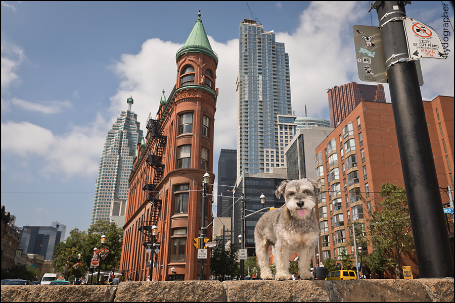 Toronto dog photographer