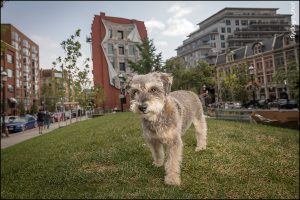 flatiron dog photography Toronto