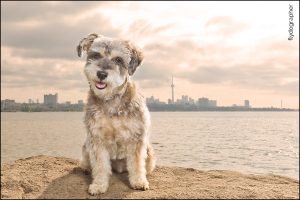 schnoodle dog in front to Toronto skyline