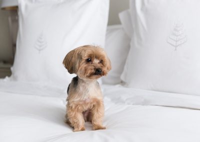 Dog in on bed in a suite at Four Seasons Hotel, Toronto